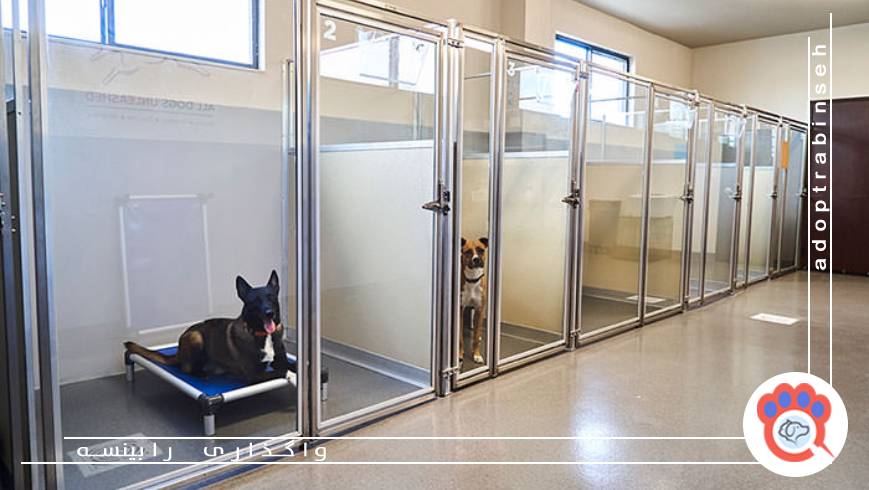 نکات مهم قبل از پذیرش سرپرستی سگ در تهران