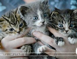 سرپرستی گربه رایگان