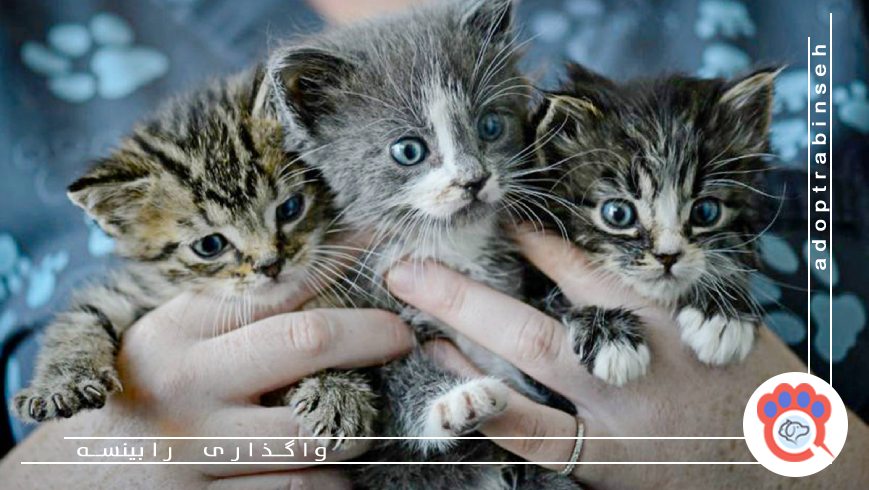 سرپرستی گربه رایگان