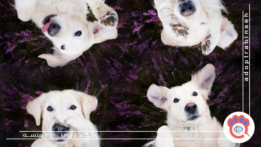 عکس و ویدیو جذاب از حیوان خانگی