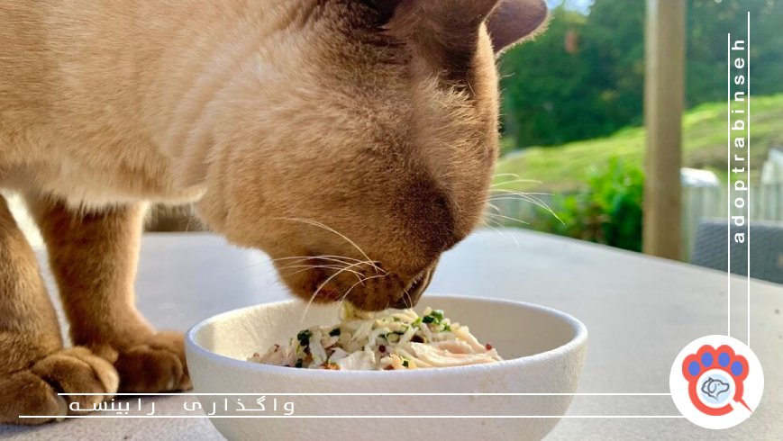 چرا غذای خانگی برای گربهها انتخاب مناسبی است؟