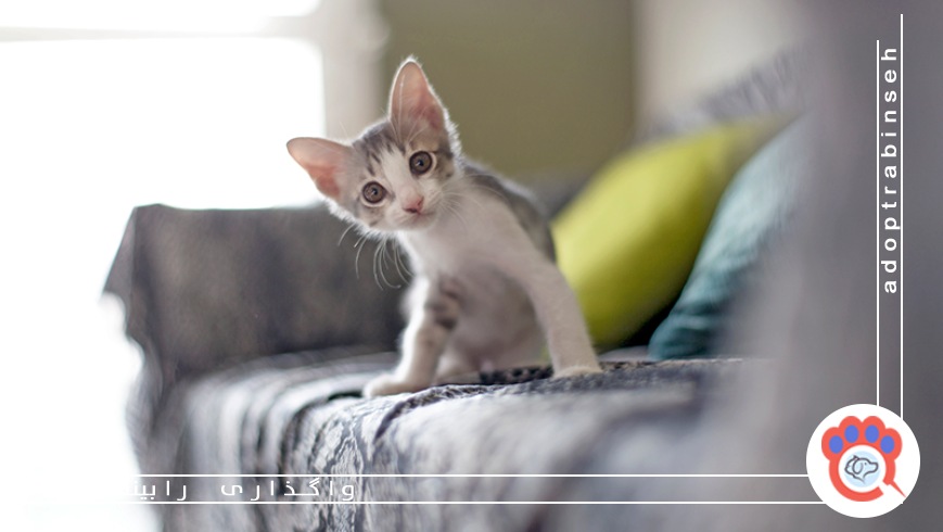 خرید لوازم ضروری از پت شاپ آنلاین رابینسه 🐾