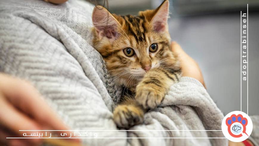 رابینسه؛ مسیر مطمئن برای انتخاب یا واگذاری گربه در تهران