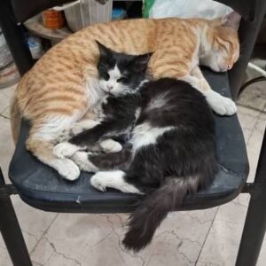 واگذاری گربه پشمالو