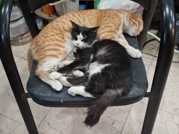 واگذاری گربه پشمالو