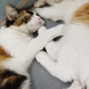 گربه ماده ۴ ماه کالیکو زیبا