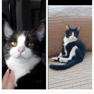 واگذاری فوری