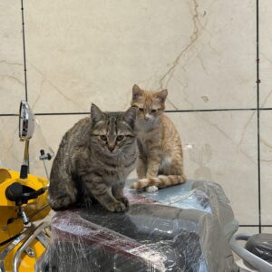 واگذاری گربه نر‌ و ماده