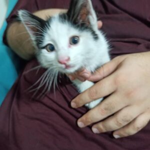 بچه گربه رها شده