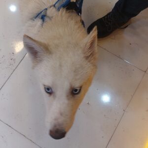 واگذاری سگ هاسکی با (شرایط)