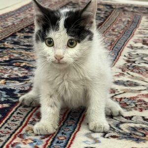 واگذاری گربه