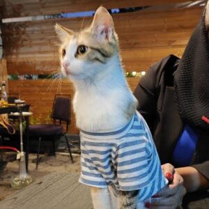 واکذاری گربه ماده باهوش