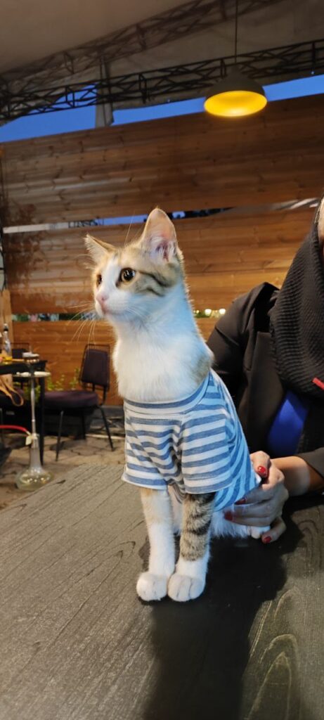 واکذاری گربه ماده باهوش