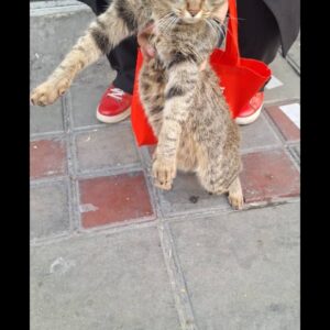 واگذاری گربه