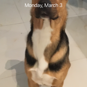 میکس دوبرمن ۱/۵ ساله