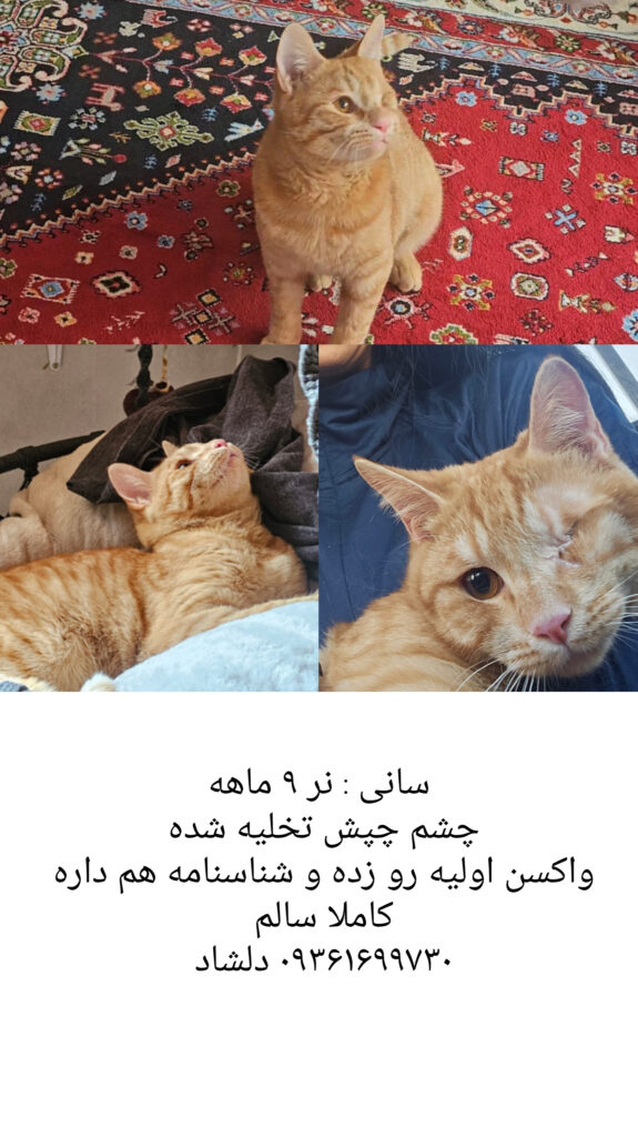 واگذاری رایگان گربه