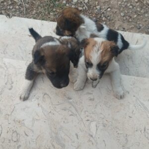 چهار توله سگ محلی