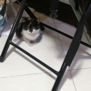 واگذاری گربه ملوس و مهربون با نژاد کالیکو