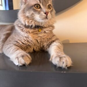 2 بچه گربه شیطون - واکسن خورده