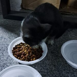 واگذاری دوتا گربه، یه سیاه-سفید و یه زرد-سفید