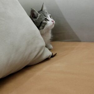 لوس ترین گربه