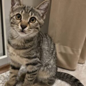 واگذاری پیروز