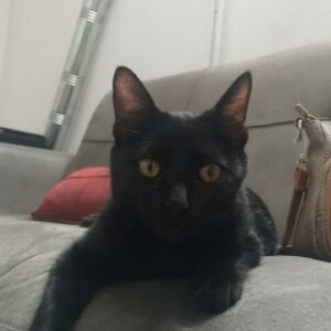 واگذاری رایگان گربه DSH