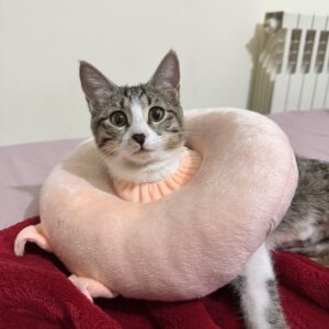 واگذاری گربه دی اس اچ ماده عقیم شده