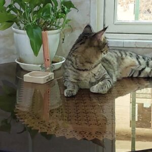 دوتا گربه ماده زیر یکسال،سالم،بازیگوش،مهربون