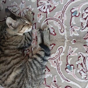 موچول خانم 5 ماهه