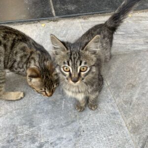 واگذاري بچه گربه معلول