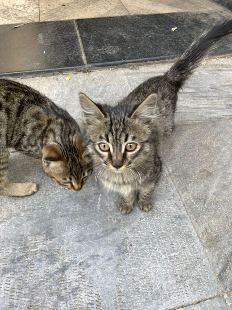 واگذاري بچه گربه معلول