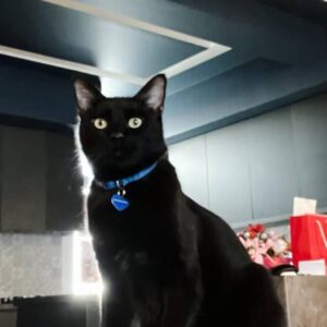 واگذاری گربه