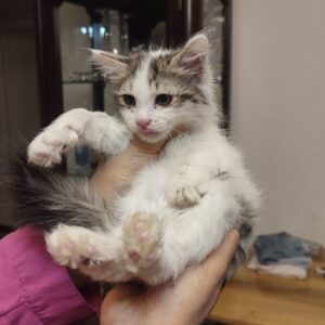 واگذاری بچه گربه