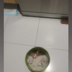 واگذاری بچه گربه