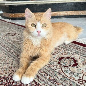 واگذاری عسل دختر زیبای ۴ ساله