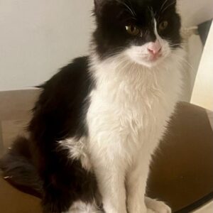 موچی پسر ۴ماهه بعلی مهربون