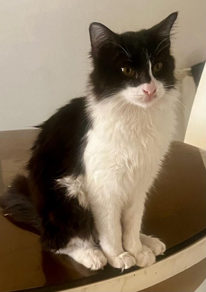 موچی پسر ۴ماهه بعلی مهربون