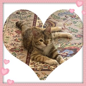 ا  * واگذاری «اَفتو خانم» – فرشته‌ی کوچولوی یک‌چشمی، دنبال آغوشی امن 🌸