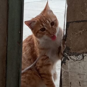 واگذاری گربه 4ماهه نر