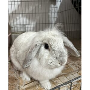 خرگوش لوپ اصیل