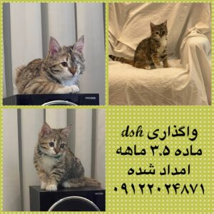 * واگذاری «اَفتوخانُم» – فرشته‌ی کوچولوی یک‌چشمی، دنبال آغوشی امن 🌸