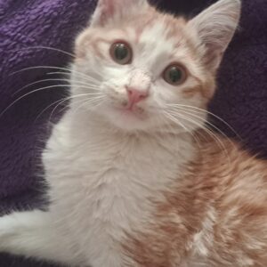 ارسی پسر سه ماهه دستی مهربون تو خونه بدنیا اکمده