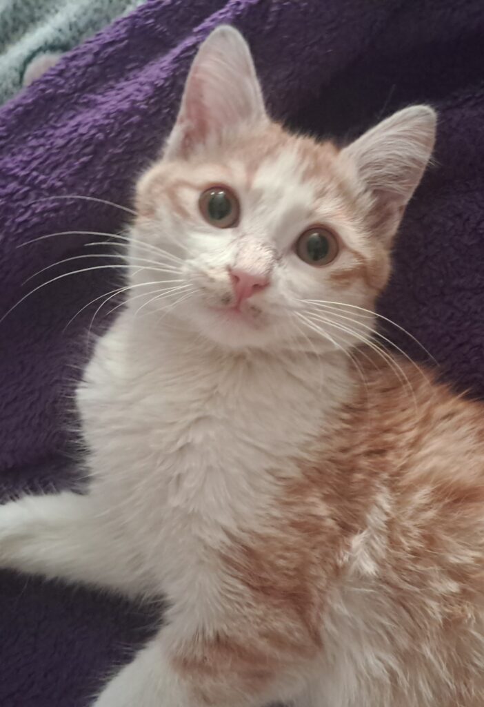 ارسی پسر سه ماهه دستی مهربون تو خونه بدنیا اکمده