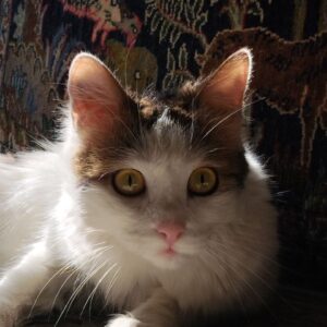 گربه گم شده به اسم لیمو