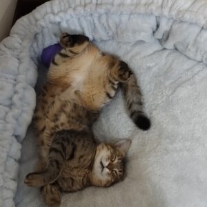 واگذاری گربه بالغ