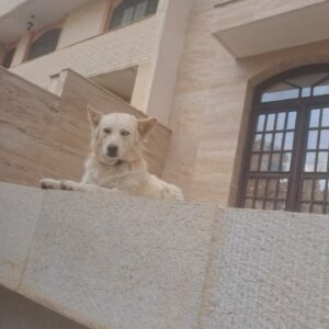 این سگ توسط شهرداری عقیم و پلاک شده