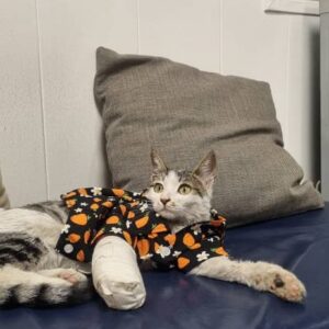 واگذاري گربه در تهران