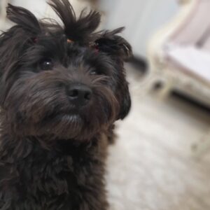 شیتزو تریر مشکی