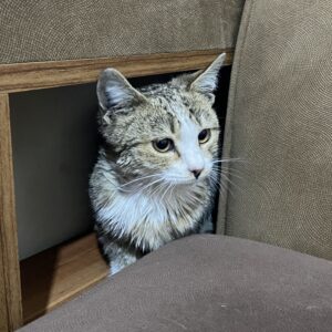 واگذاری گربه‌ی ماده DSH